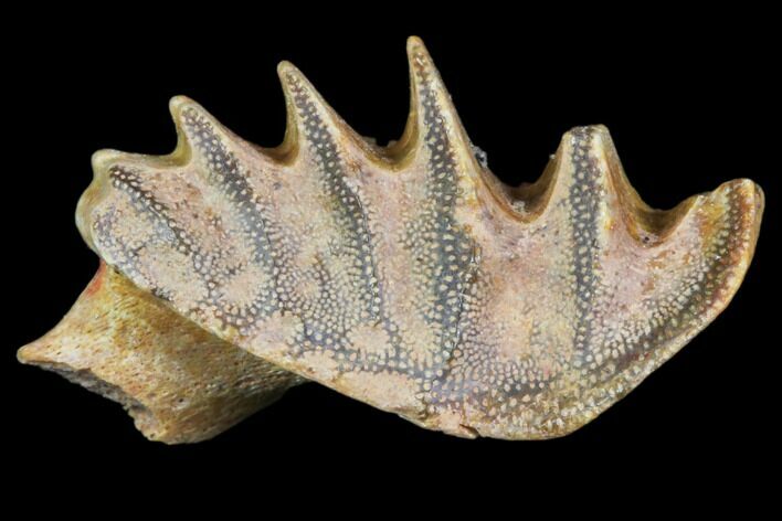 Cretaceous Lungfish (Ceratodus) Tooth Plate #81182